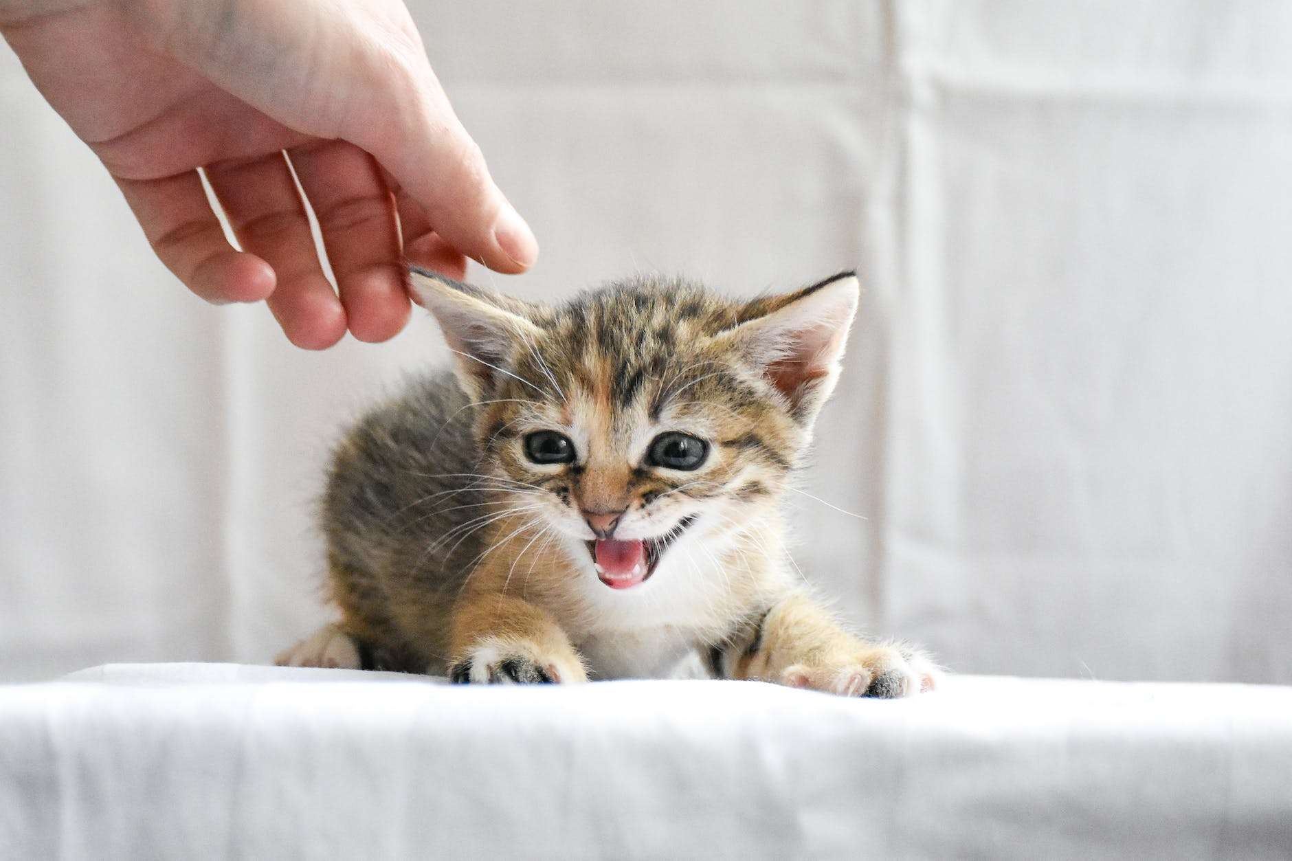 miaulement du chat