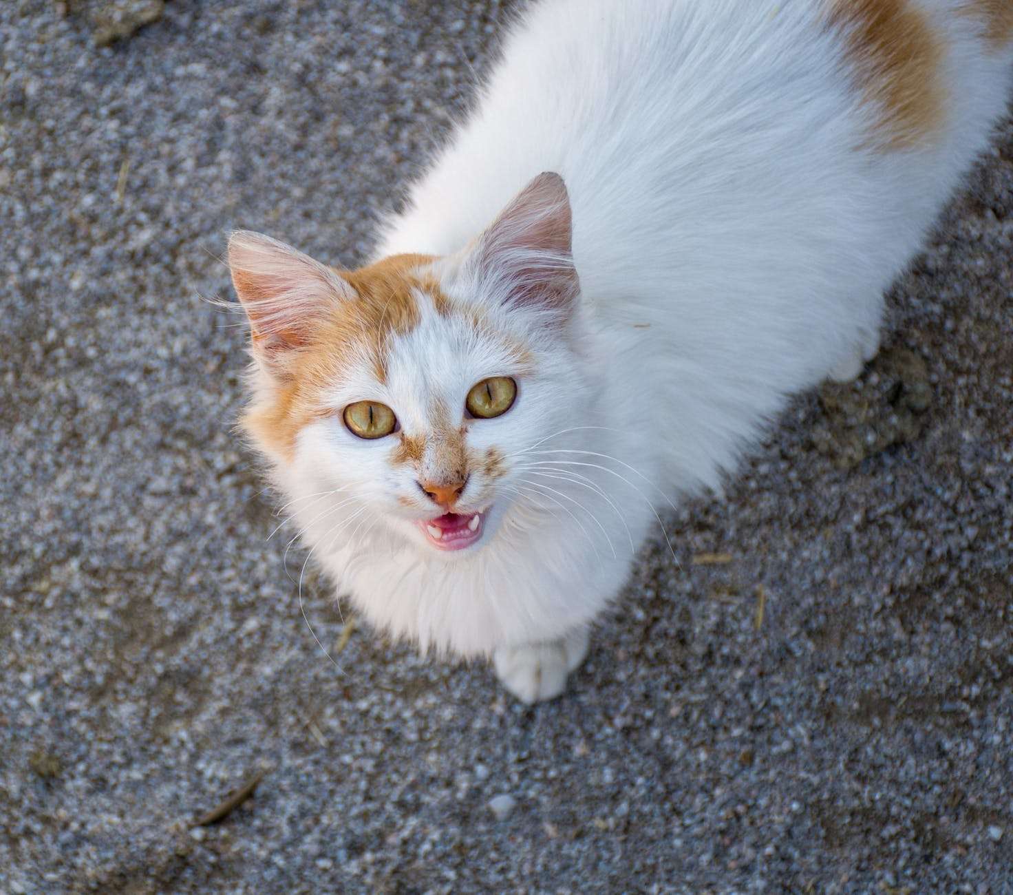 miaulement du chat