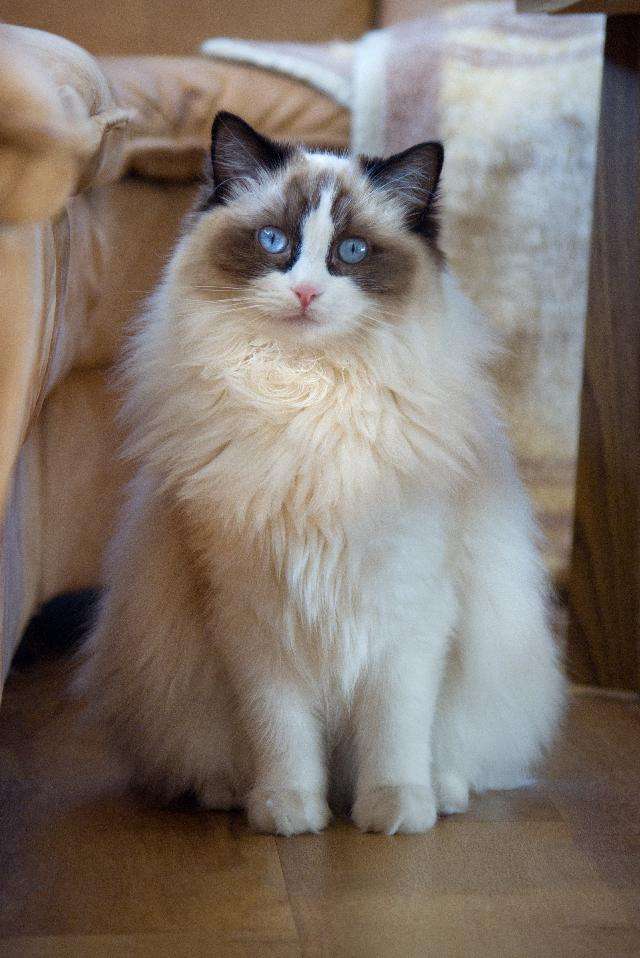 chaton ragdoll