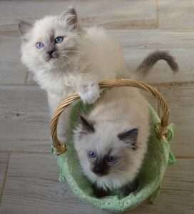 chaton ragdoll