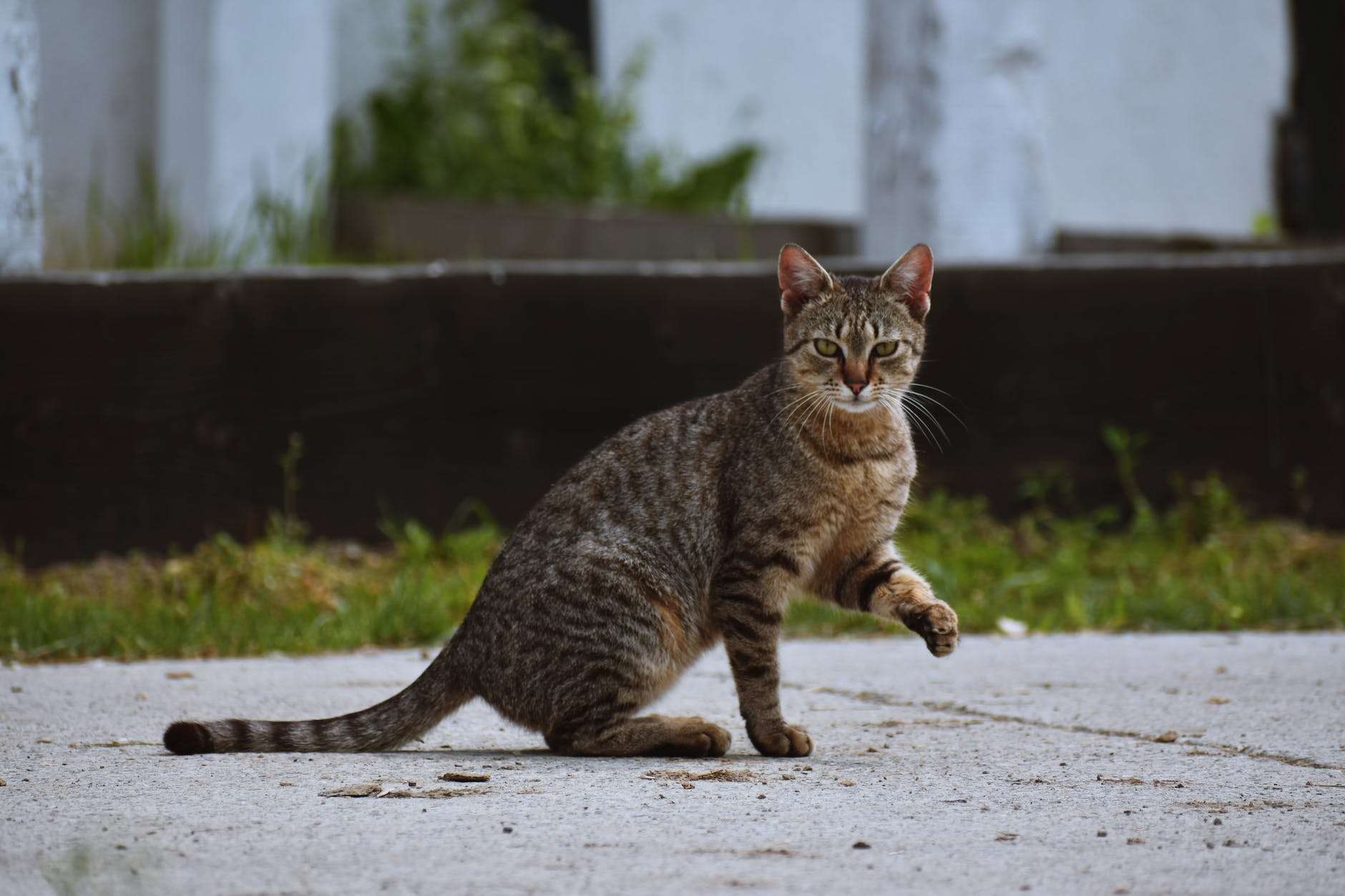 marquage urinaire chat