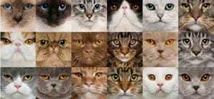 races de chats