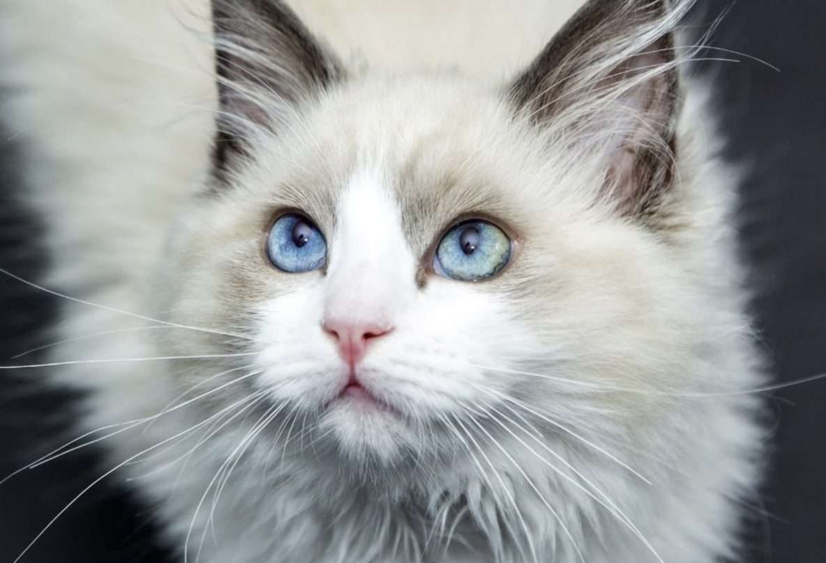 chaton ragdoll prix