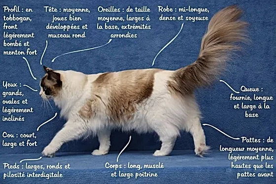 caractère du ragdoll