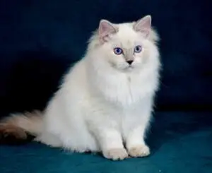 chat ragdoll blanc loof bicolore