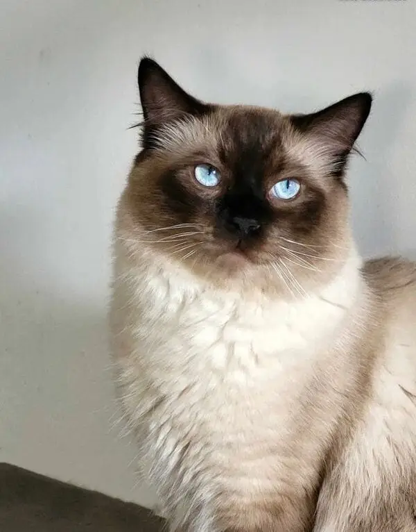 Saillie chat ragdoll