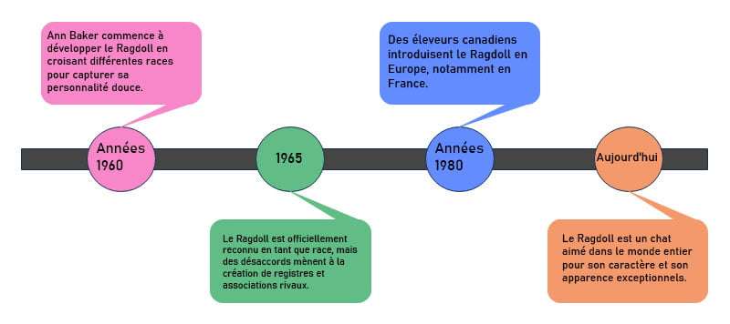 Frise chronologique sur la création de la race Ragdoll