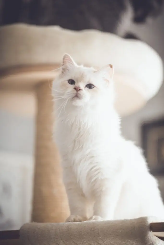 chat ragdoll blanc, ragdoll blanc