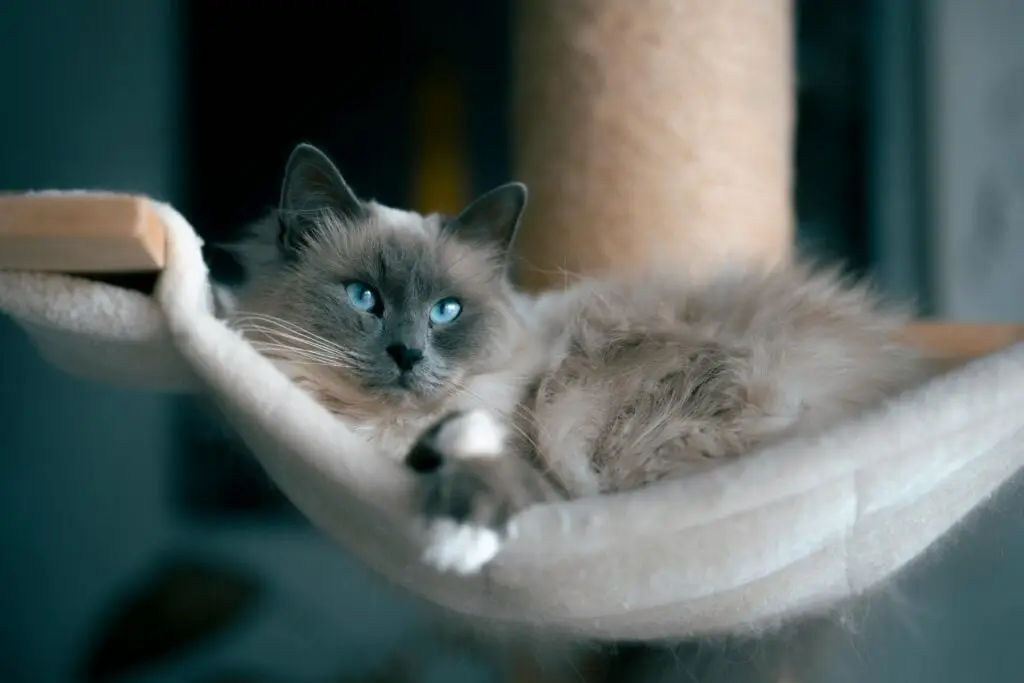 prix chaton ragdoll