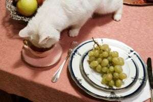 10 aliments toxiques pour les chats