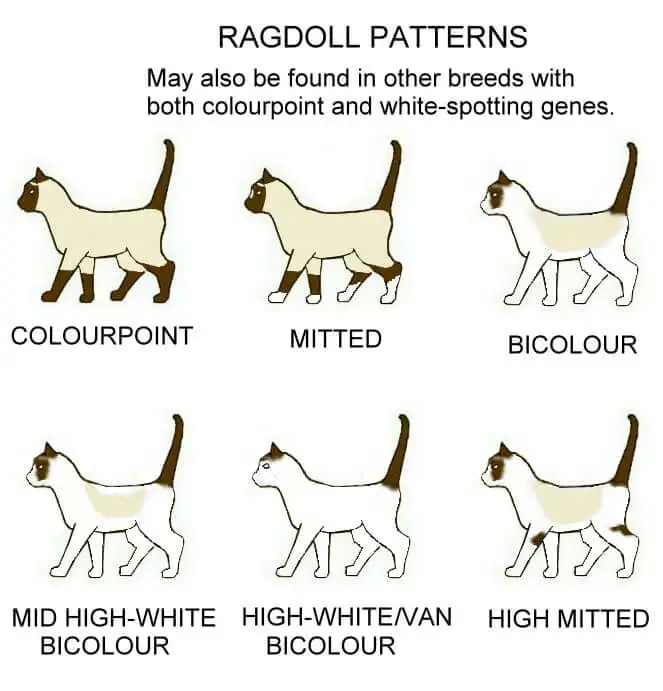 différents patrons des ragdolls motifs