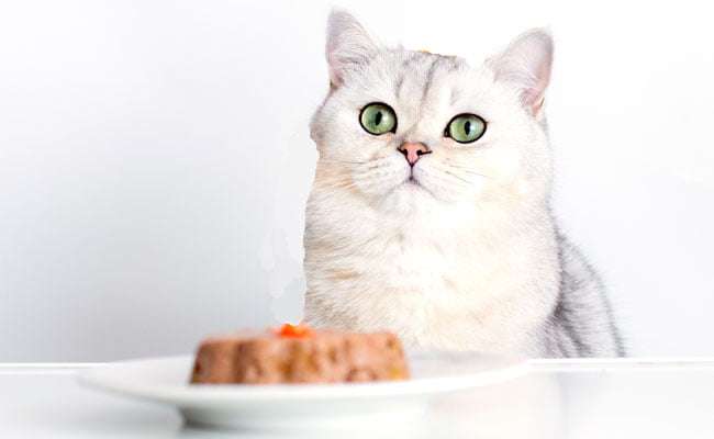 paté pour chat