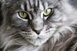 maine coon geant silver smoke tabby magnifique yeux verts