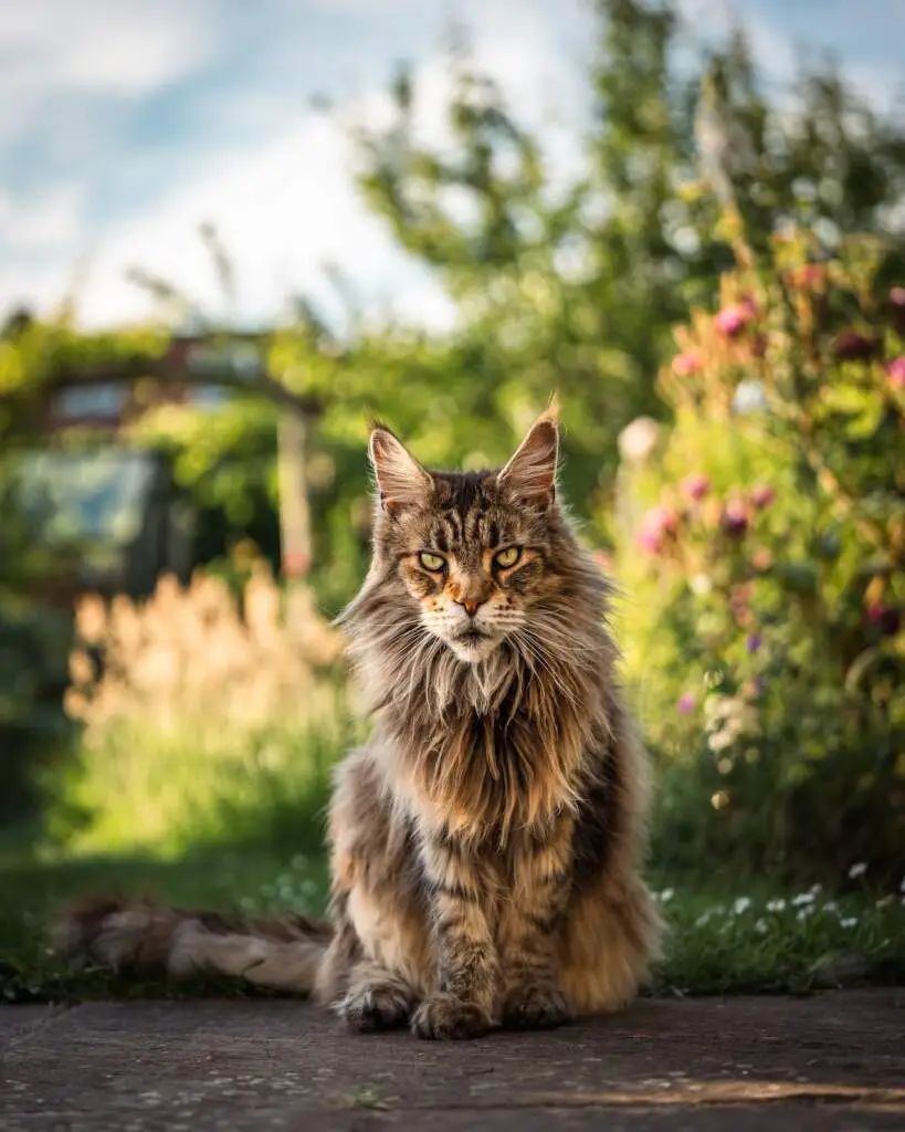 maine coon assis rad orange