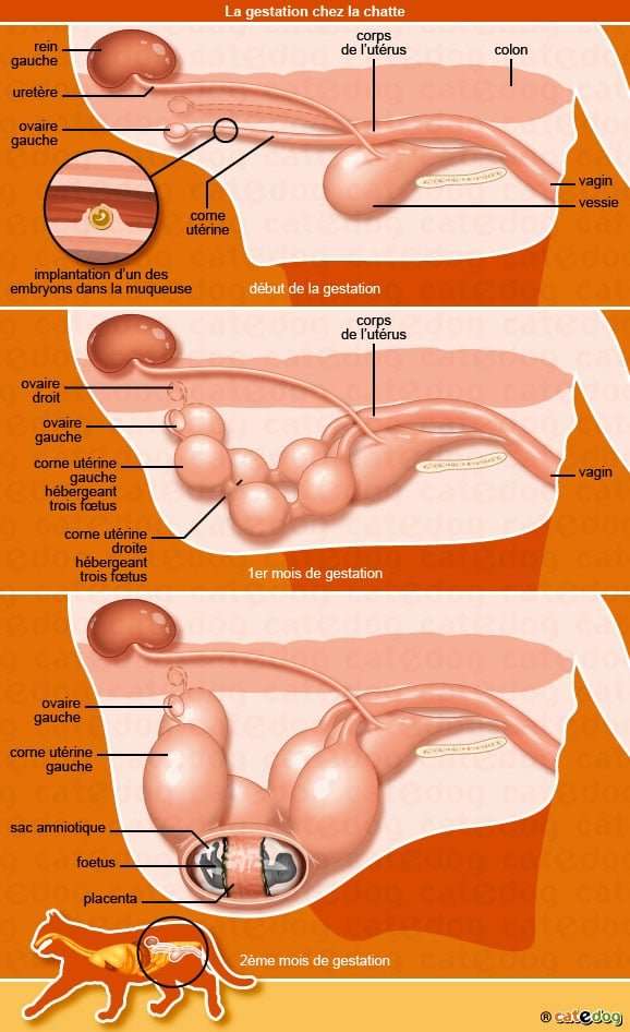 gestation chat