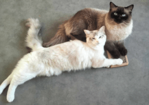 prix chaton ragdoll