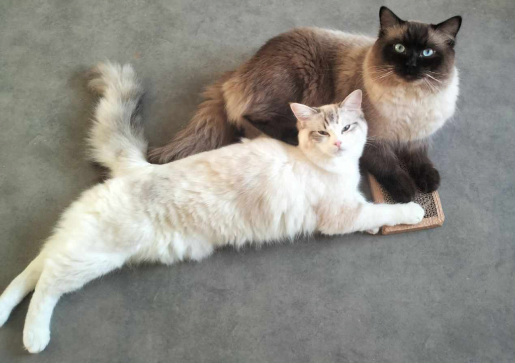 achat ragdoll, prix chaton ragdoll, elevage ragdoll mayenne