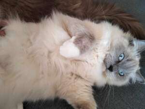 comprendre les chats
ragdoll