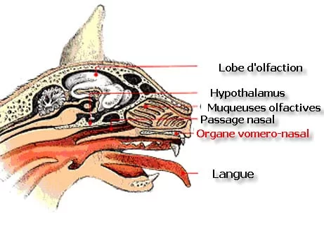 Organe vomeronasal ou organe de Jacobson