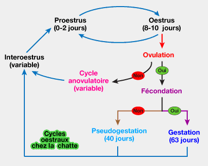 un schéma explicatif sur la reproduction et les cycles ovulatoire de la chatte