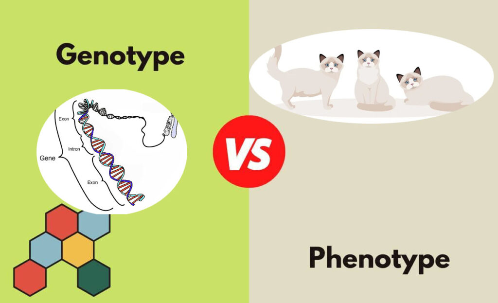 différence génotype phénotype chat