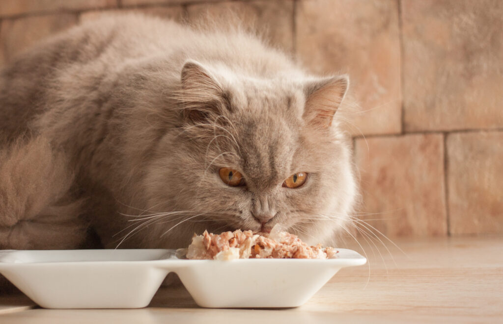 un chat mangeant sa patée