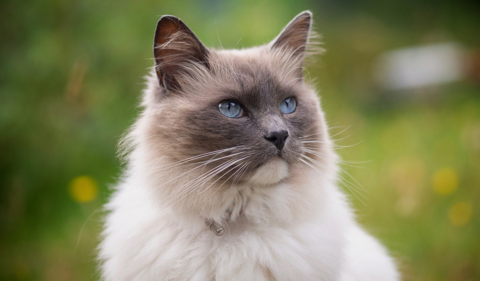 prix d un ragdoll combien cela coute ?