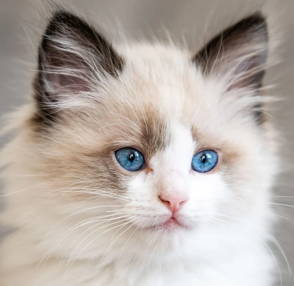 ragdoll chaton prix