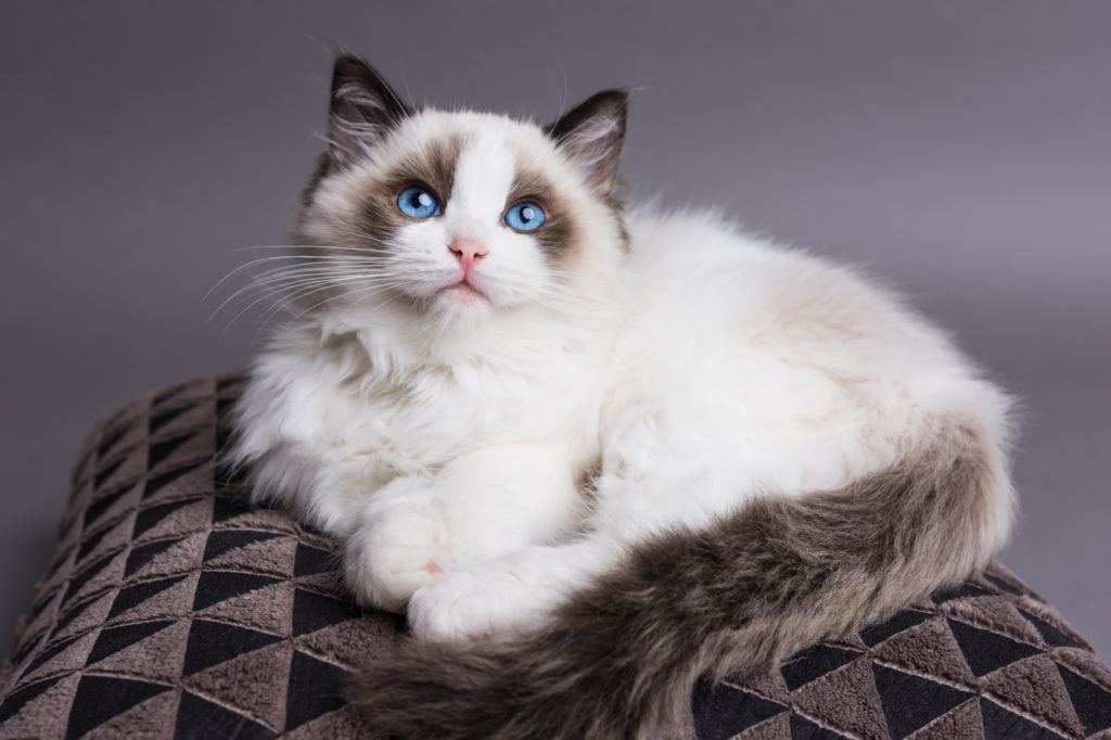 yeux bleus chat ragdoll