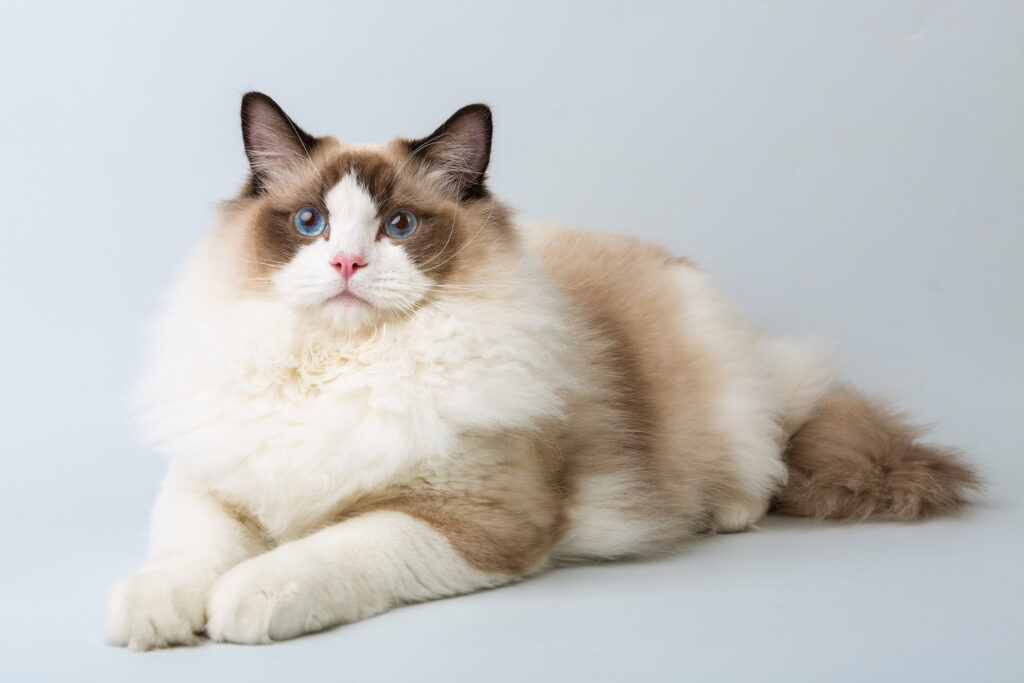 ragdoll chocolat bicolore