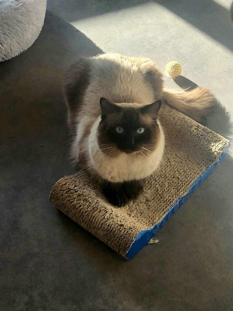 papa de nombreux chatons ragdoll LOOF dans notre élevage près de Paris