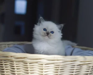 chaton ragdoll fluffy, ragdoll à adopter