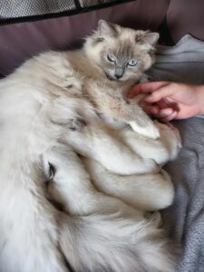 portée chatons, adopter un ragdoll