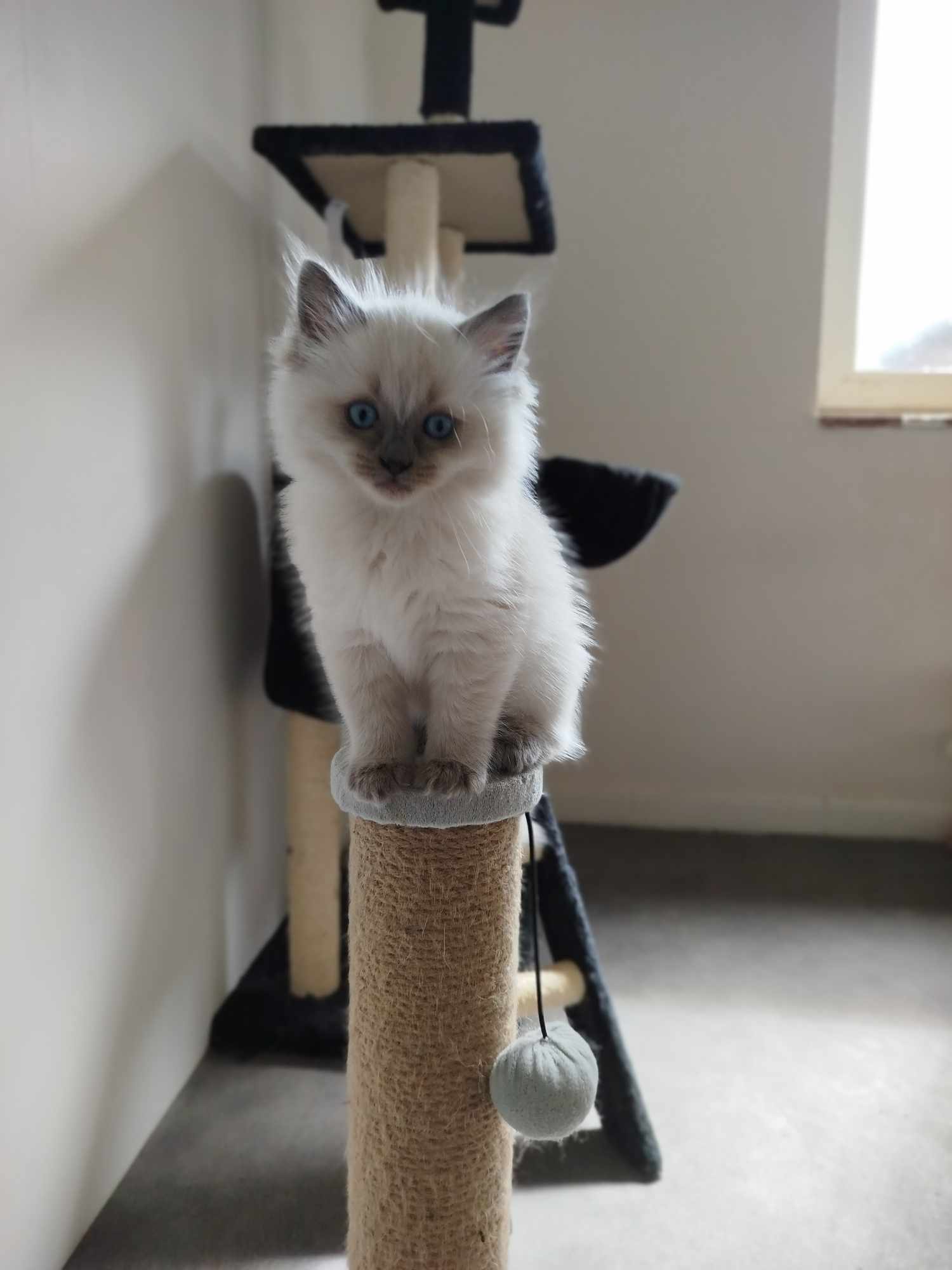 chaton ragdoll Normandie