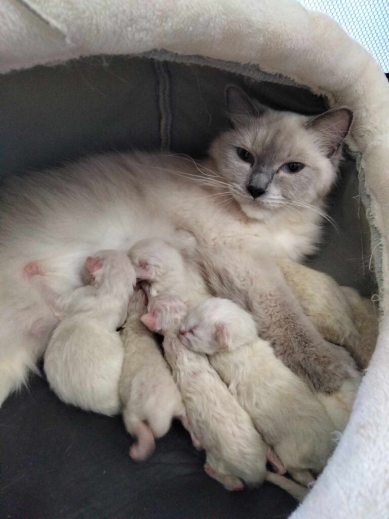 chatte ragdoll mettant bas chaton ile et vilaine ragdoll