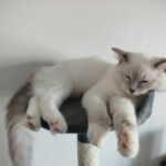 chaton ragdoll et chaton british shorthair