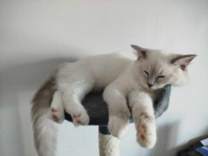 chaton ragdoll et chaton british shorthair