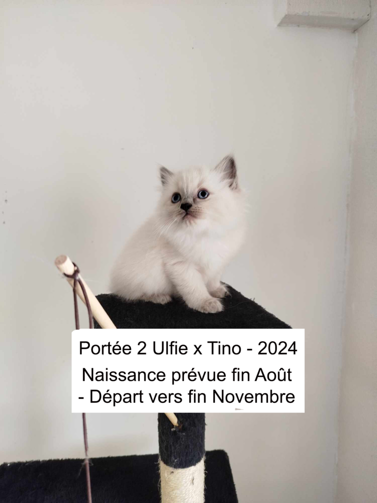 chaton british shorthair, chaton ragdoll