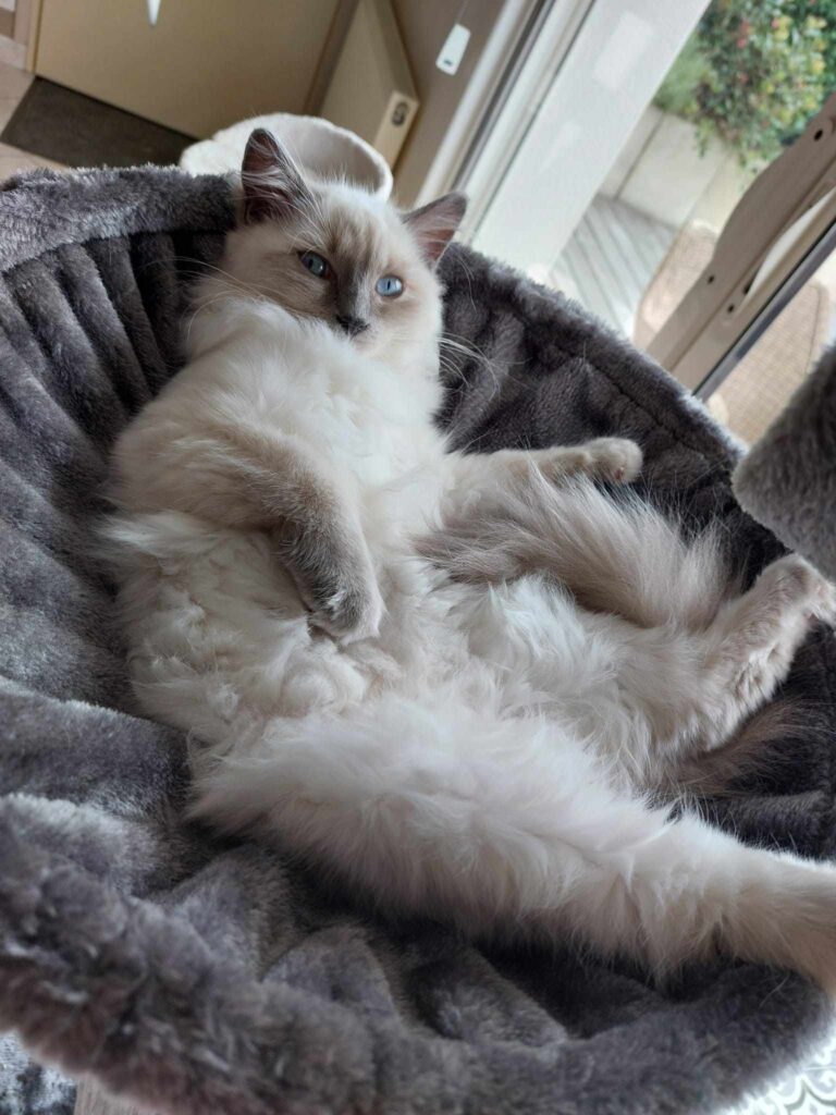 ragdoll blanc, chat de race