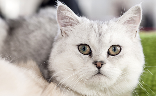 british shorthair eleveur mayenne chatterie masilky