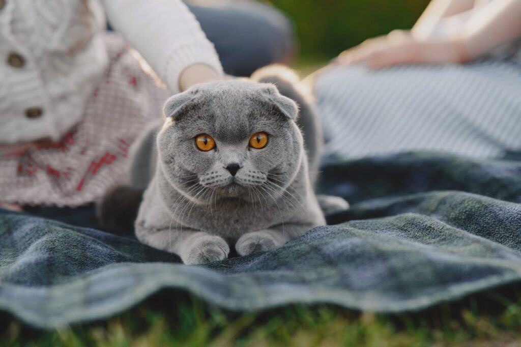 british shorthair loof eleveage pays de la loire